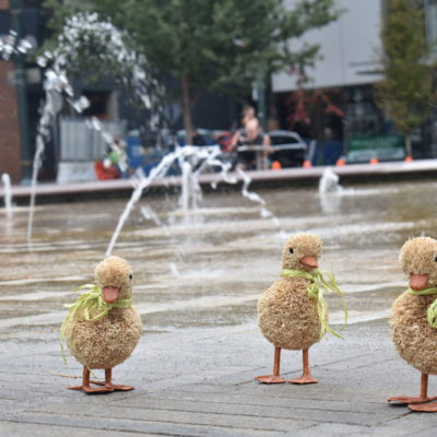 ducks